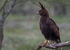 Long-Crested Eagle by Richard Hall LRPS CPAGB